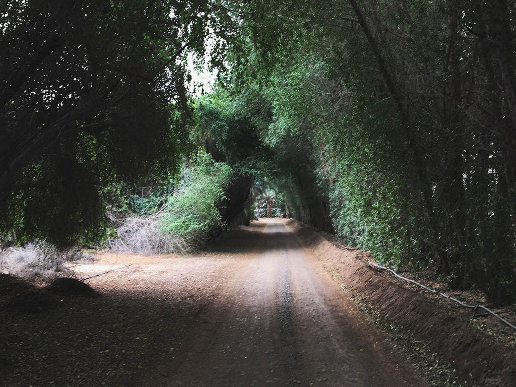 Wasit Wetland Centre, Sharjah