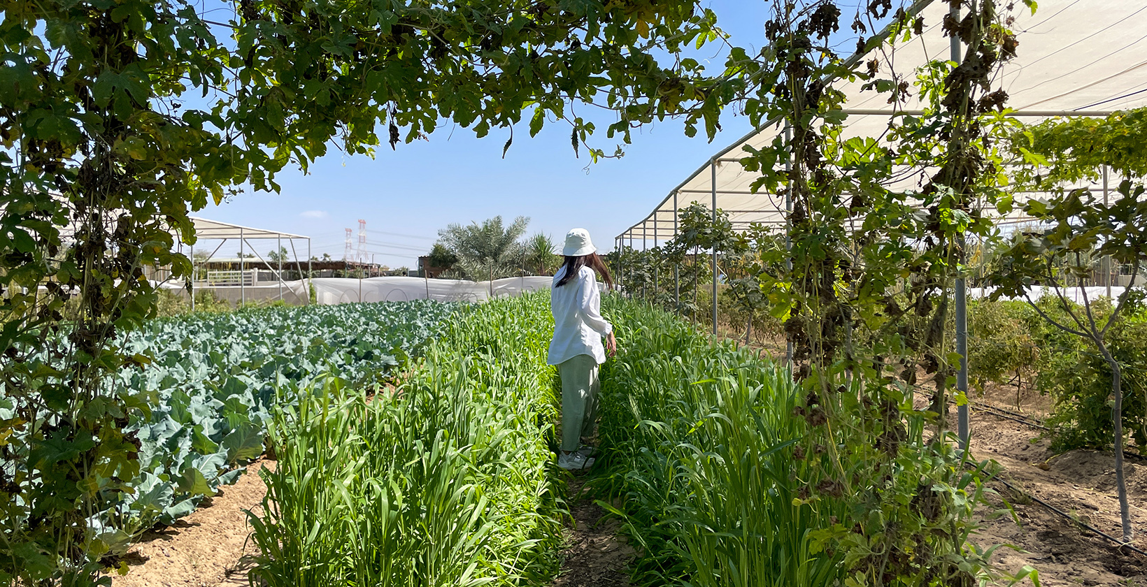 Is Whatsapp web down? intelligence overview