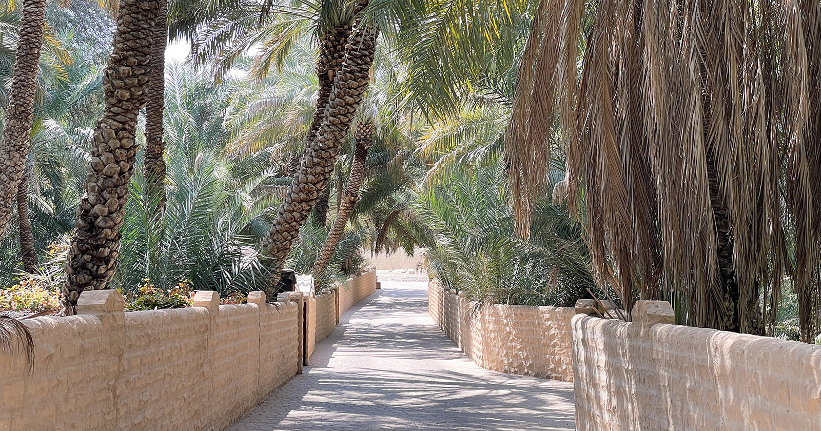 Al Qattara Oasis: Escape the hustle & bustle of the city in this picturesque oasis