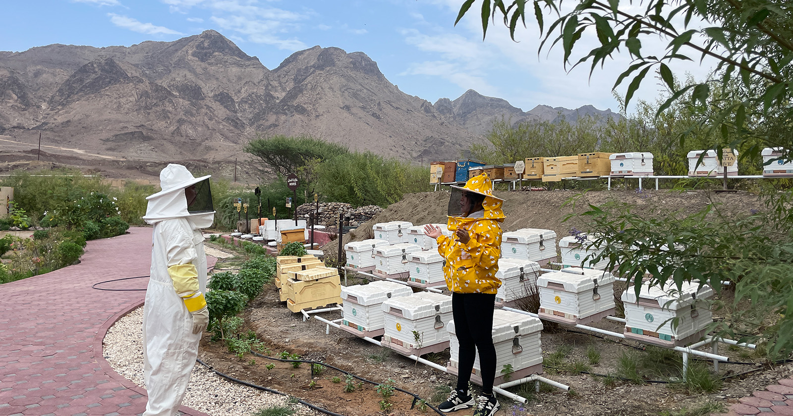 Sweet spot: Explore the Hatta Honey Bee Discovery Centre