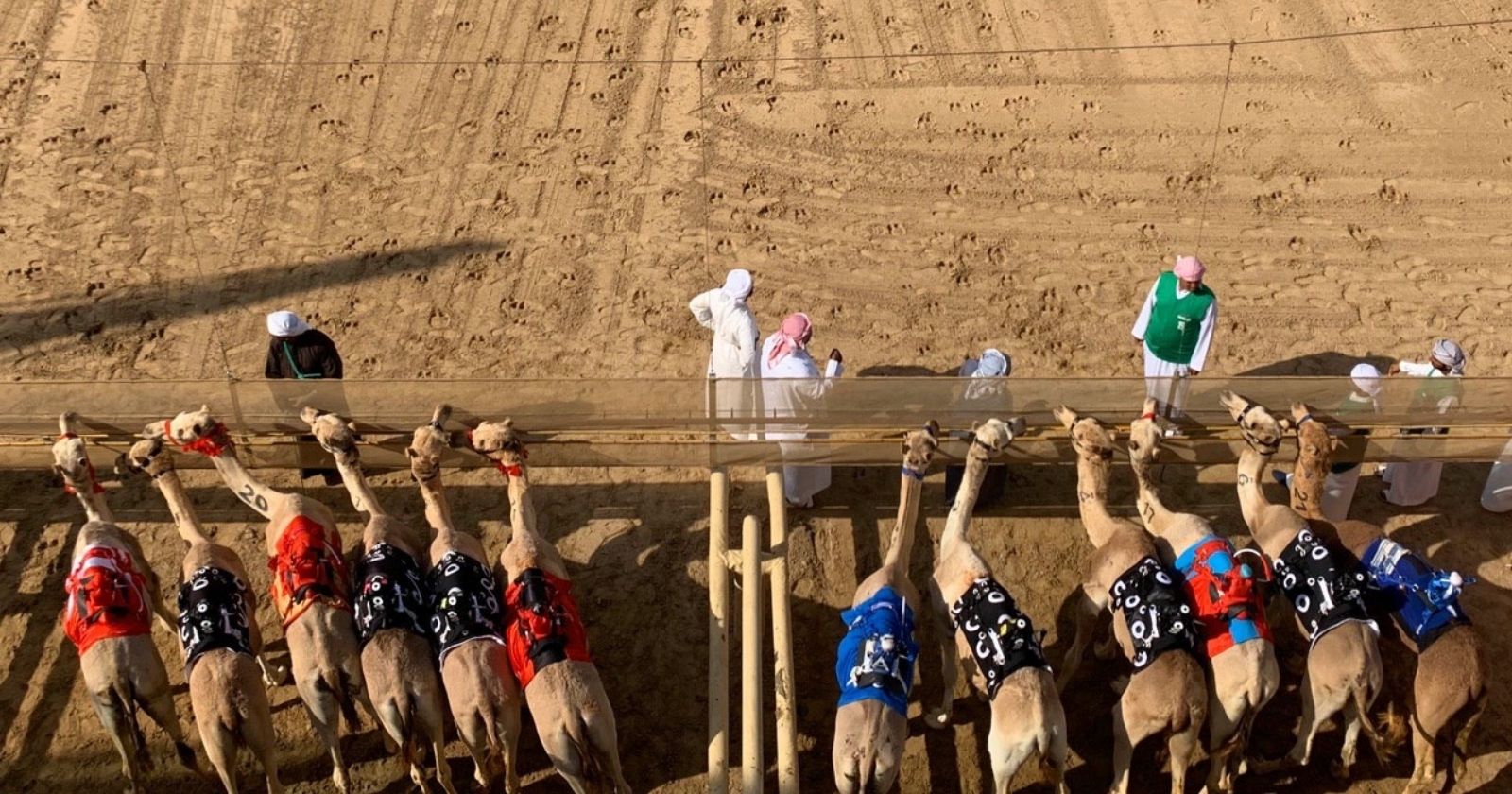 Camel Racing in Dubai: Experience the UAE's high-speed heritage sport